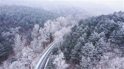 强大的狮子拼图